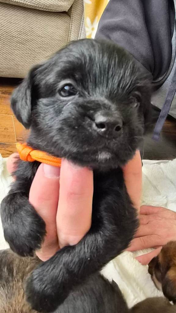 Jack Tzu Puppies