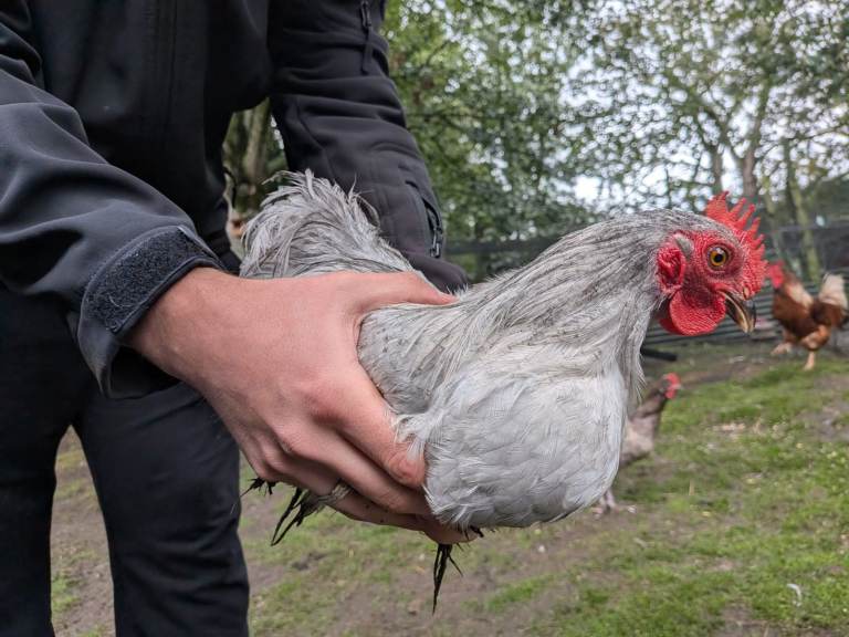 3 pekins cockerels for sale 