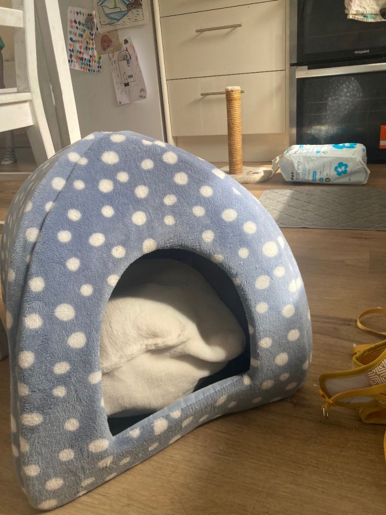 Loads of essential Kitten/Cat accessories package at bargain price