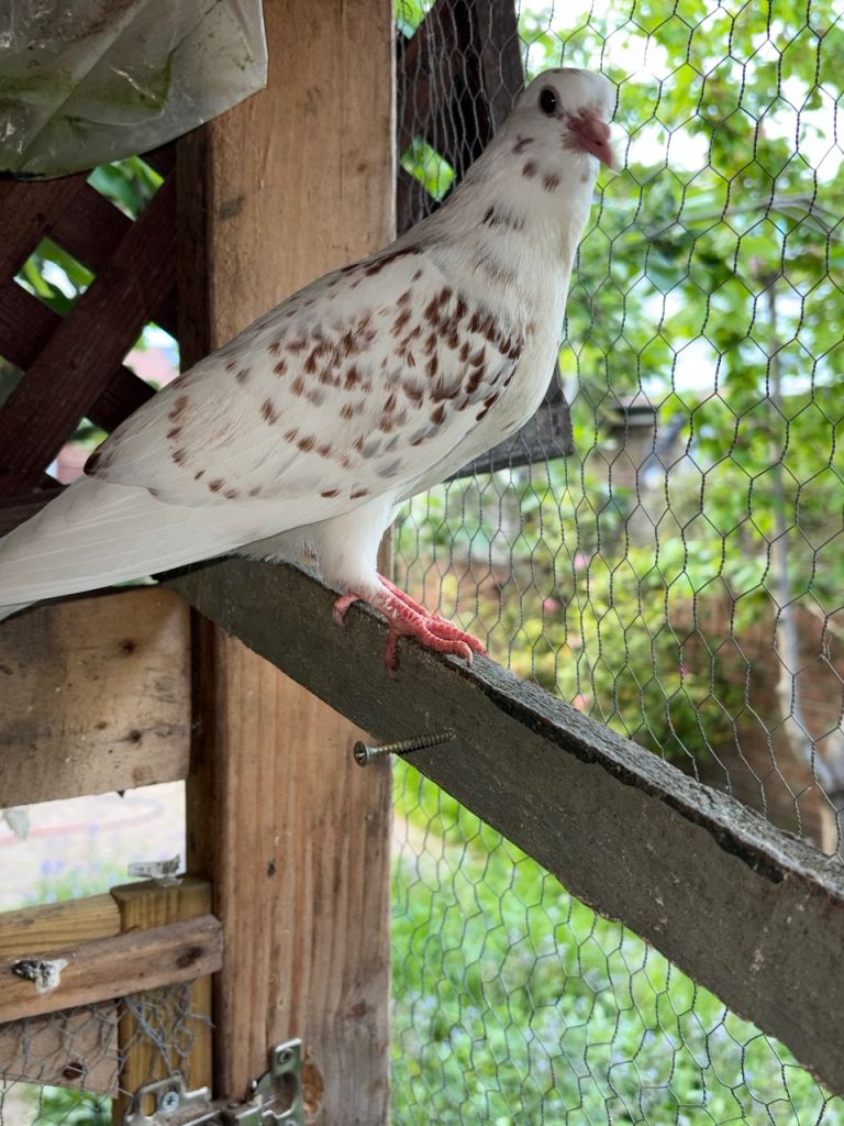 Pigeons