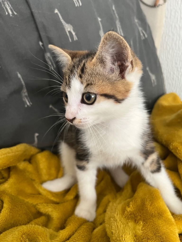 Kittens
