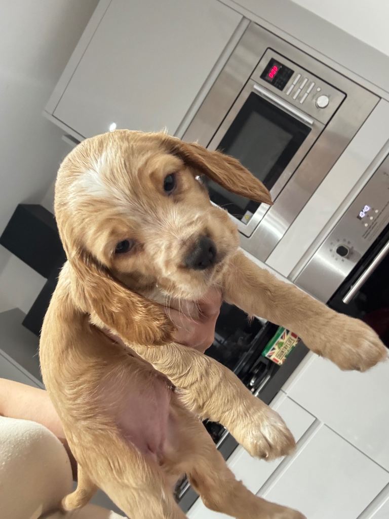 Cocker spaniel puppies for sale 