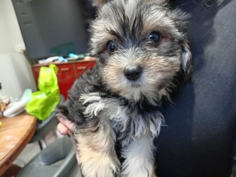 Yorkiepoo puppy 13 weeks old