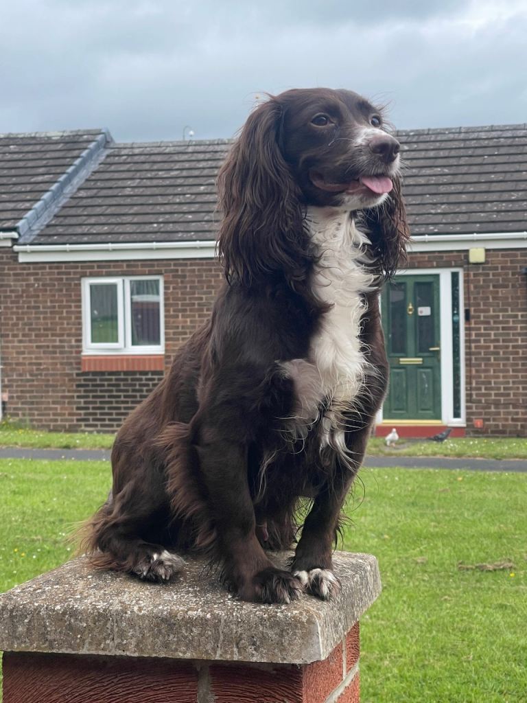 cocker spaniels 