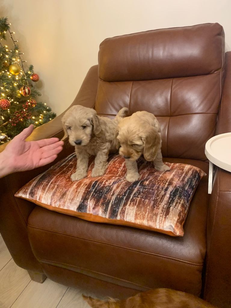Cockapoo Puppies