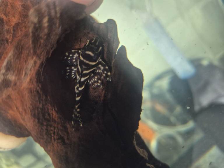 Plecos for sale