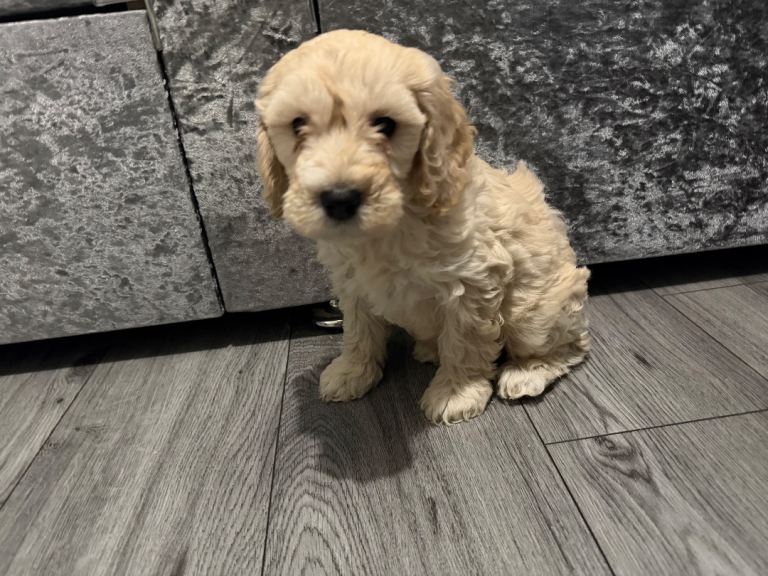 Cocker poo puppies for sale 