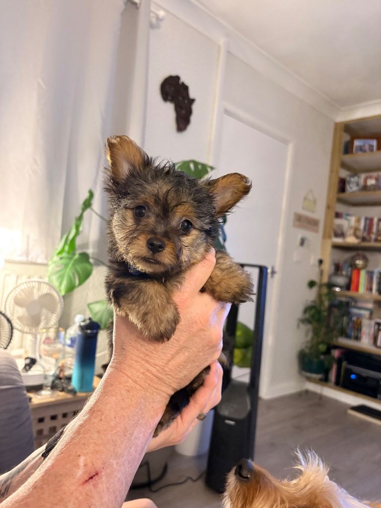 Yorkshire Terrier Pups Ready Now!