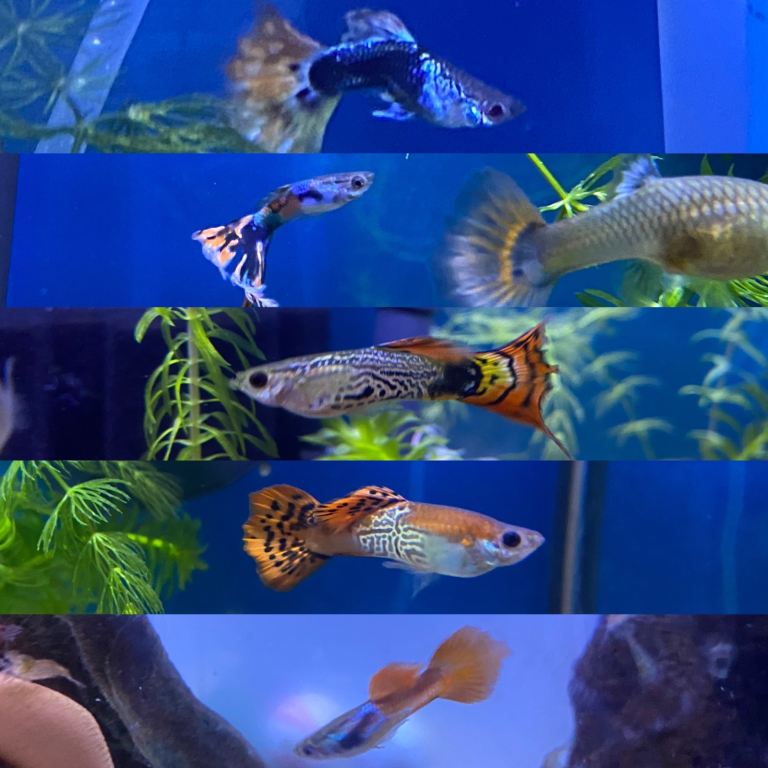Guppy, red, clear Shrimp,  Apple Snails, Bristlenose Pleco & More! 🐌🦐