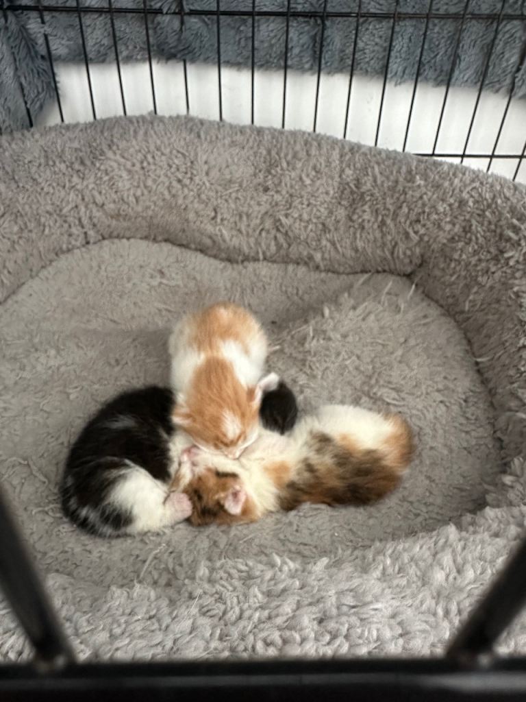 Mum cat and 3 kittens 