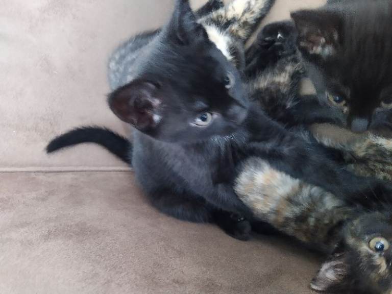 Kittens, black.