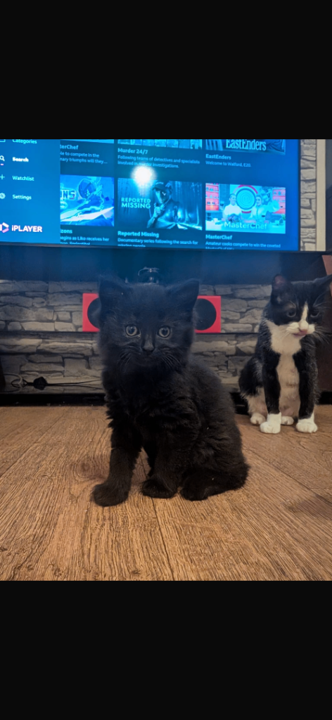 Fluffy black Kittens ready 29th Sept