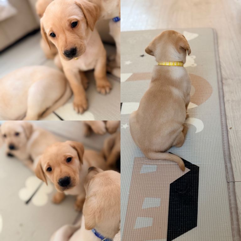 Last Labrador boy left 🐶💛