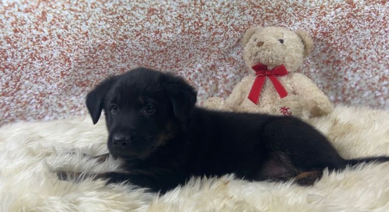 Beautiful German shepherd x Labrador puppies