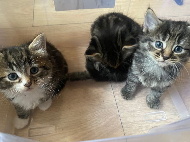Kittens ready for new home 