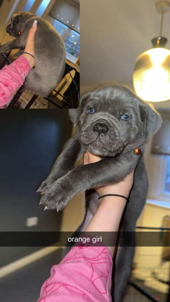 Beautiful cane corso puppies