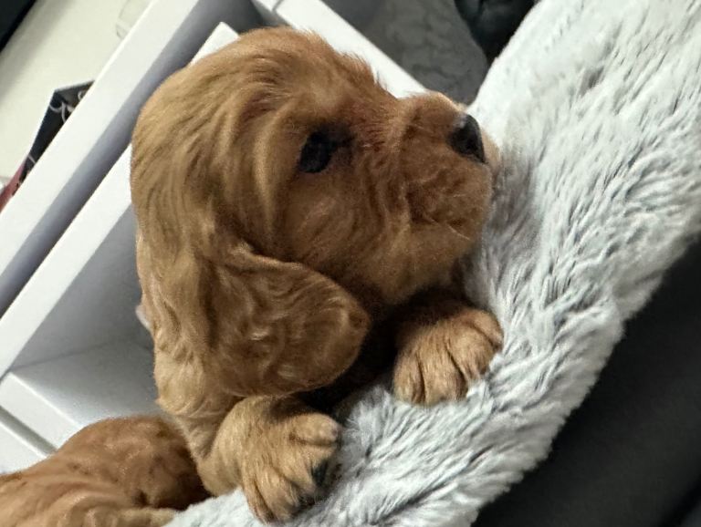 Cocker spaniel pups 