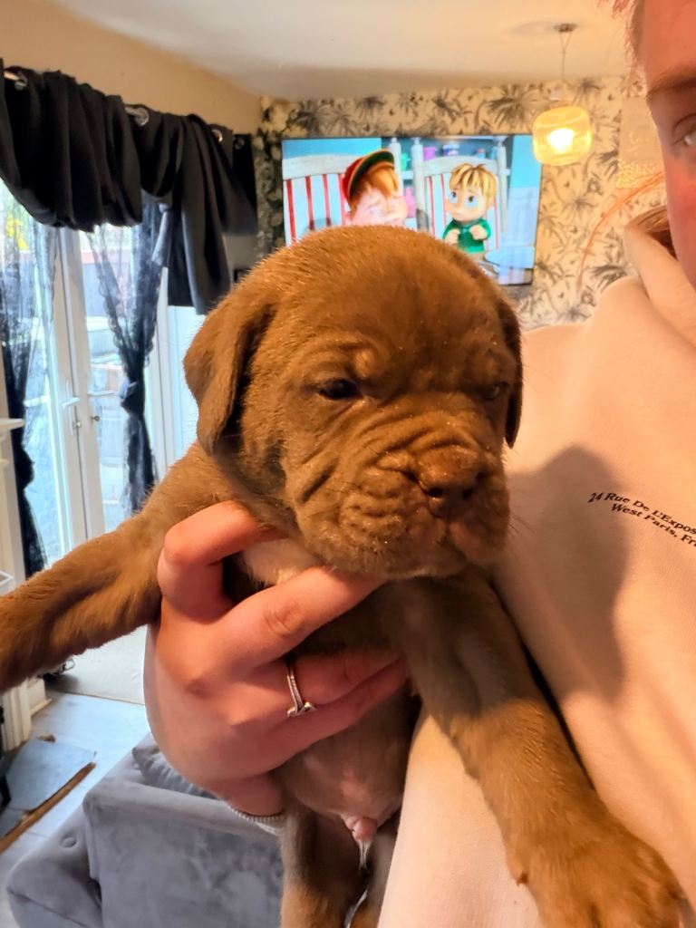 Dogue De Bordeaux 3/4 presa Canario 1/4 