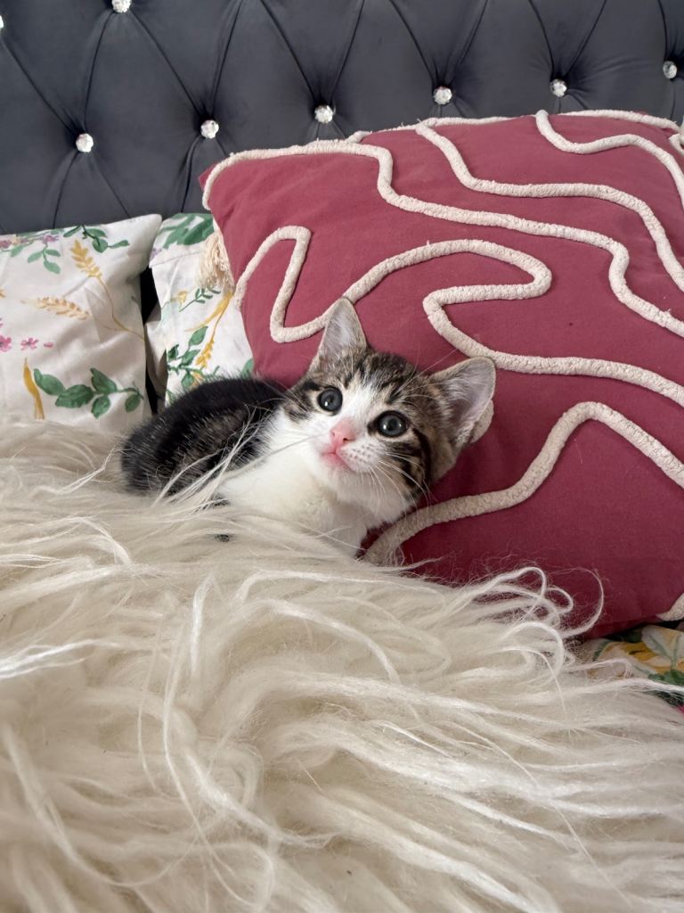 2 stunning kittens left 