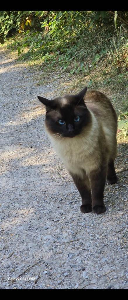 Oreo ragdoll 