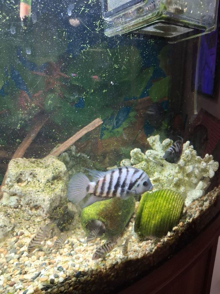 Aquarium, Catfish and Chichlids