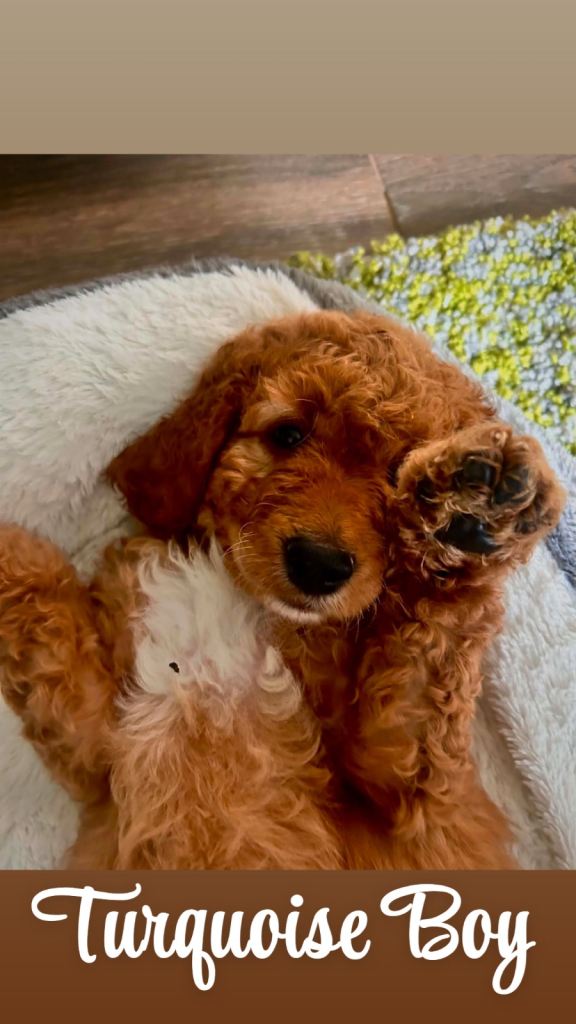 Australian Double Doodle - Boys 