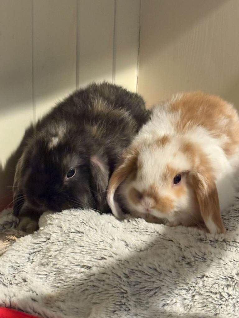 Two adorable Mini Lop rabbits looking for a new home