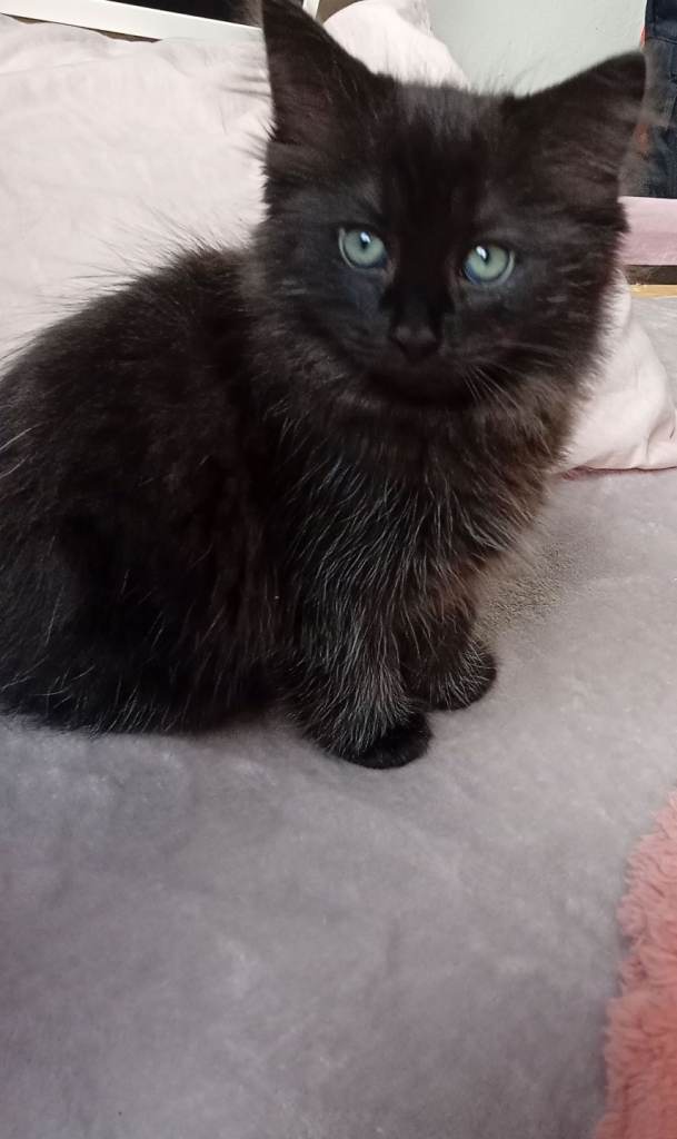 Kittens 