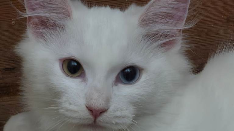 Two Sassy Females Seeking a Forever Home - Both with Beautiful Blue/Brown Eyes