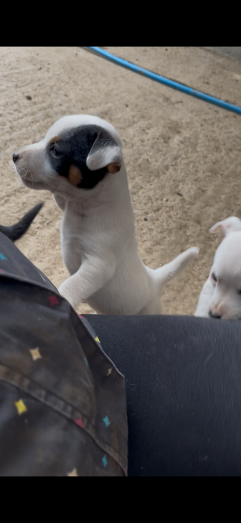 Jack Russell Puppies