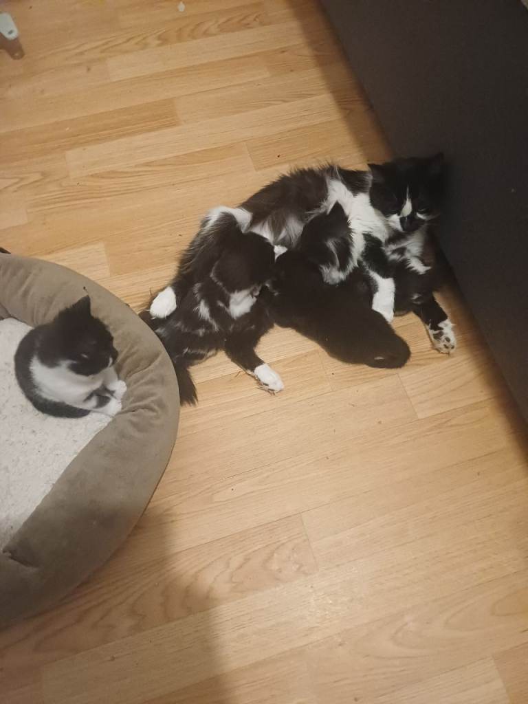 Mother cat and 5 kittens FORSALE