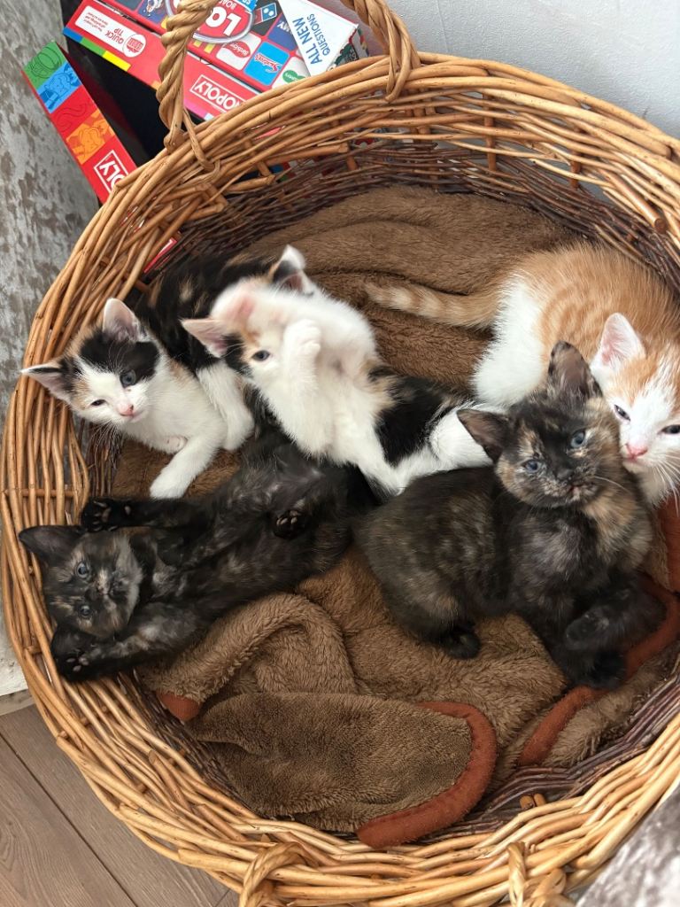 Gorgeous kittens available now 