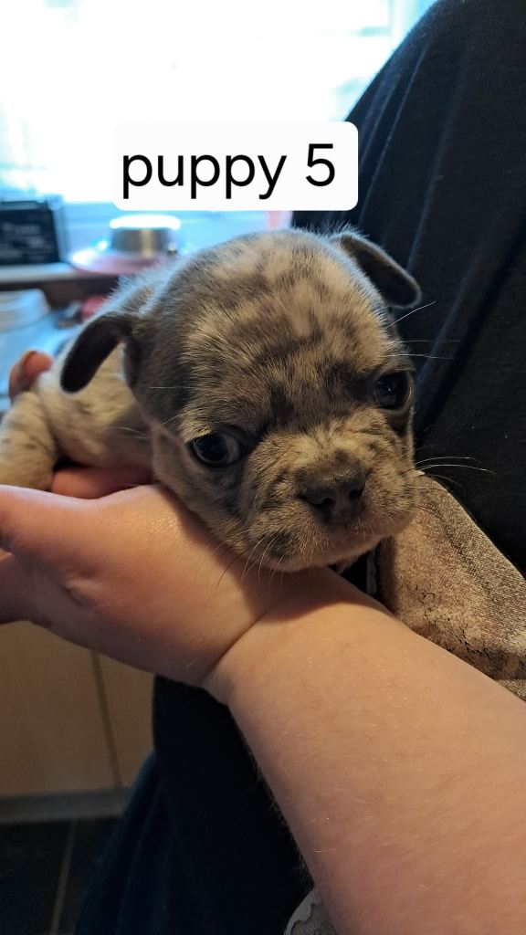 French bulldogs puppies 