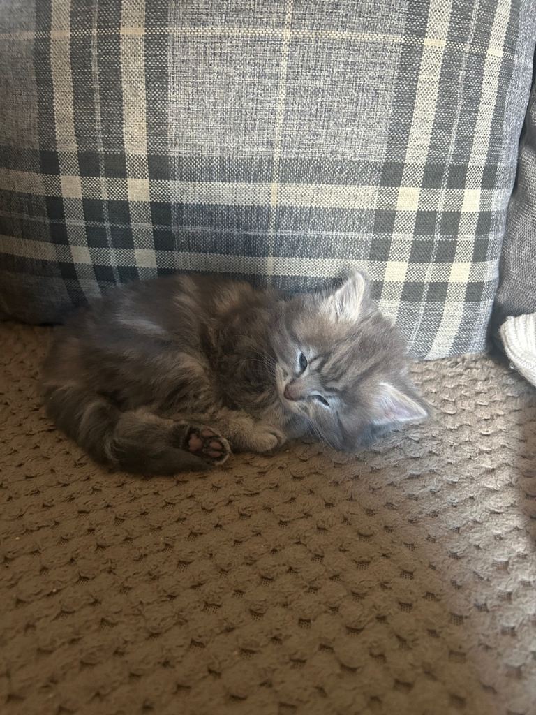 Beautiful kittens for sale. Batley