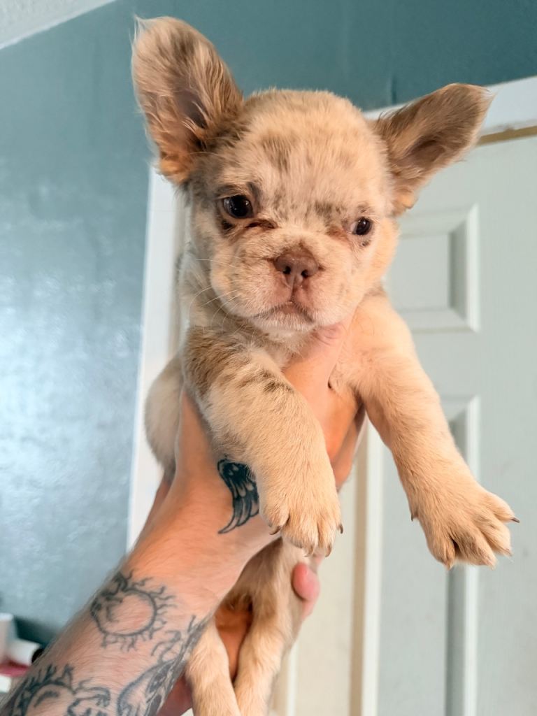 Fluffy frenchie