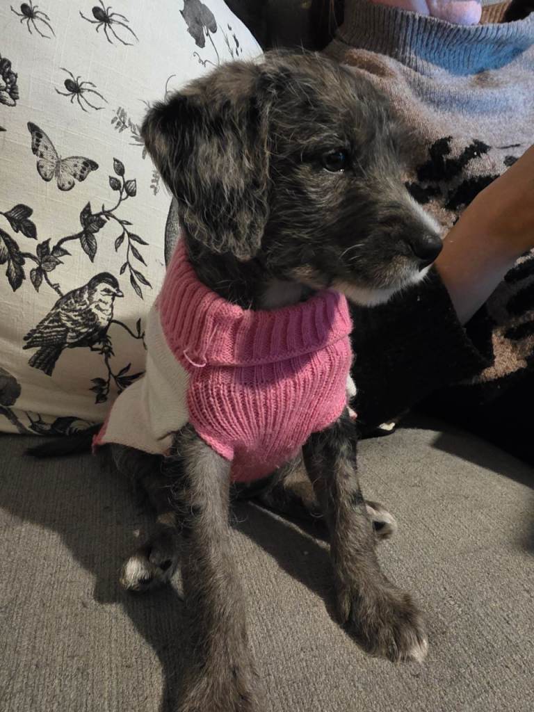 Gorgeous  pup needing a new home 