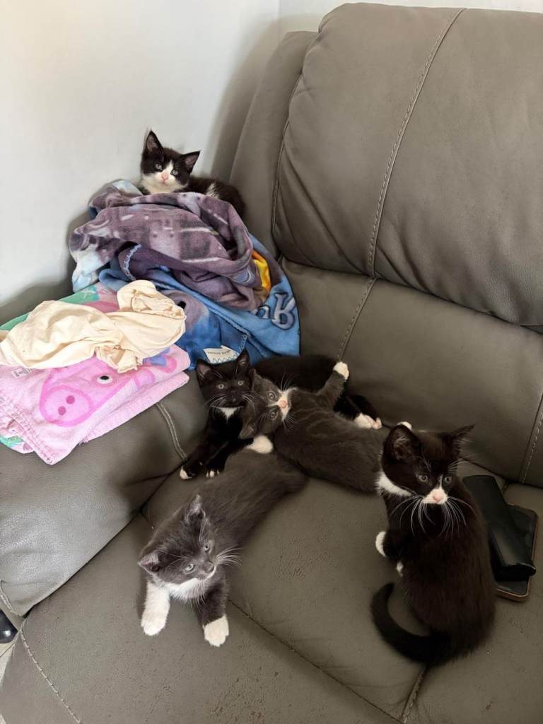 Female kitten - £80