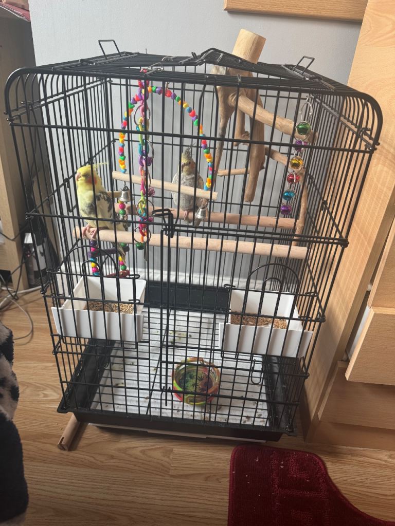 bird cage 
