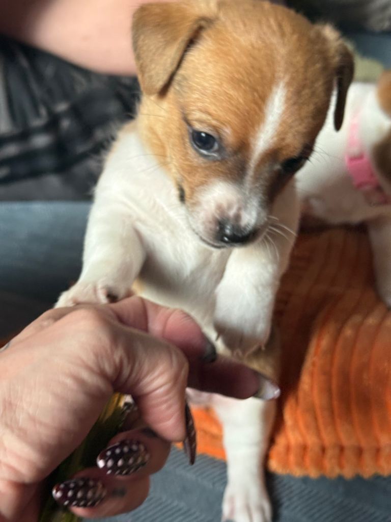 Jack Russell 