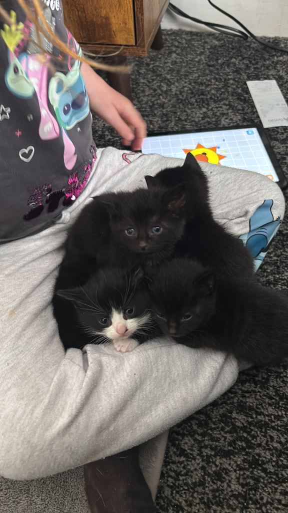 6 kittens for sale 4 fully black and 2 black and white