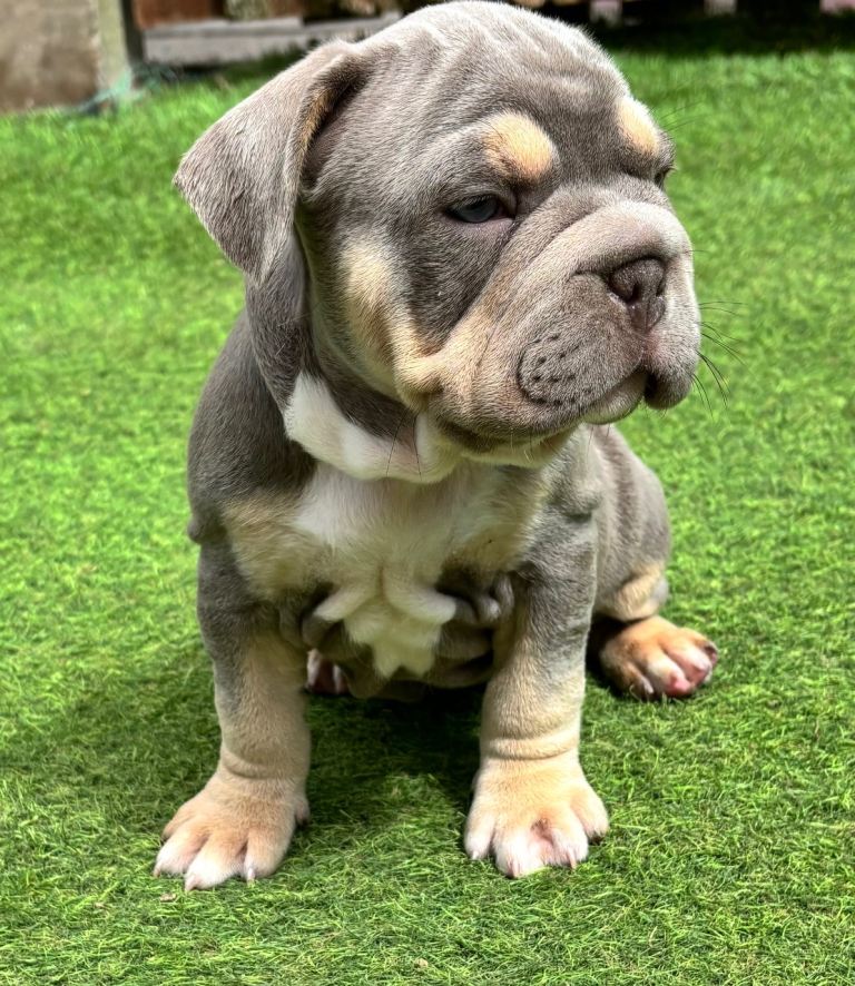 French bulldog X Pocket bully puppies for sale READY NOW!!