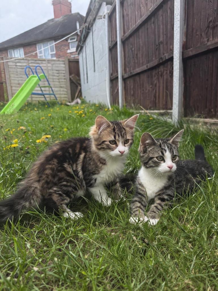 Kittens/cats