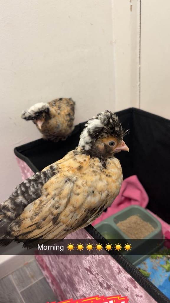 Two beautiful poland chicks