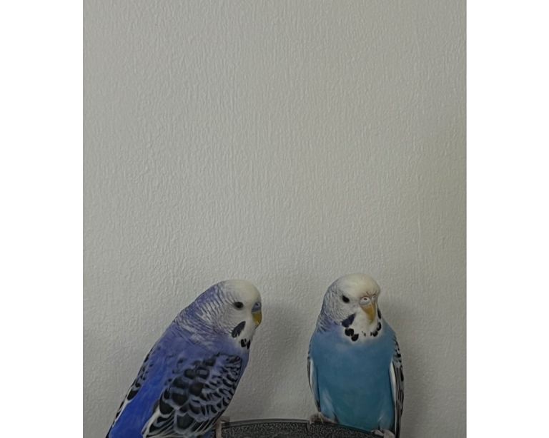 Budgies 
