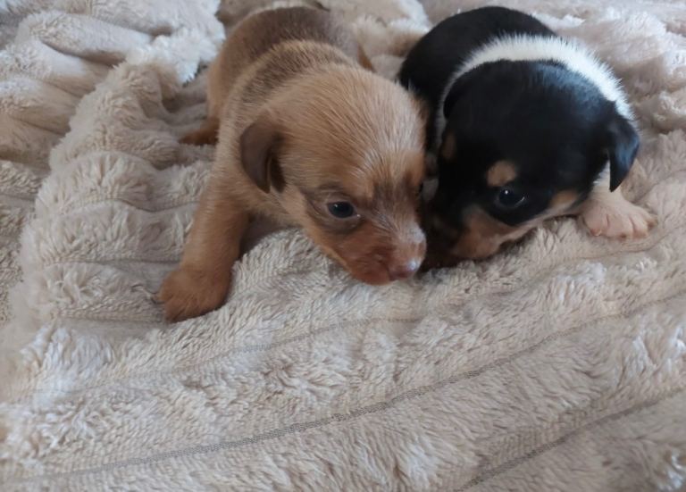 Short legged jack russle puppies