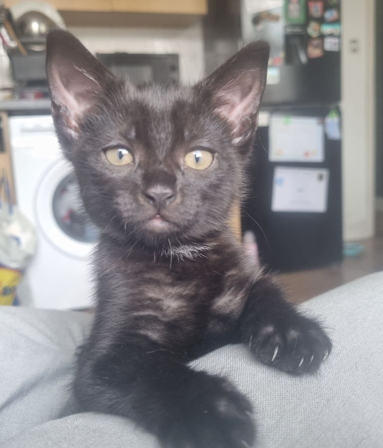 2 kittens ready for a new family 