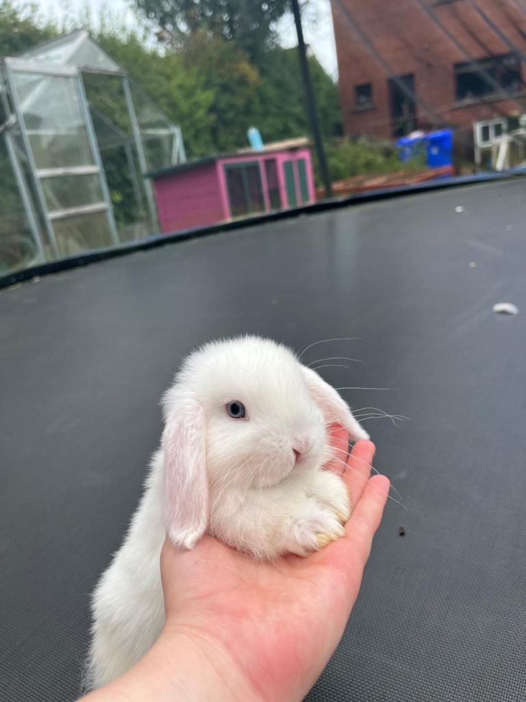 Gorgeous Pedigree Mini-Lop Bunnies 