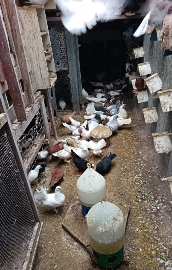 image for Fancy Pigeons