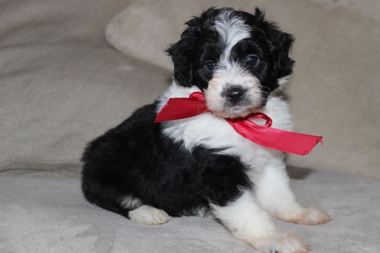 Aussiedoodle F1 puppies 