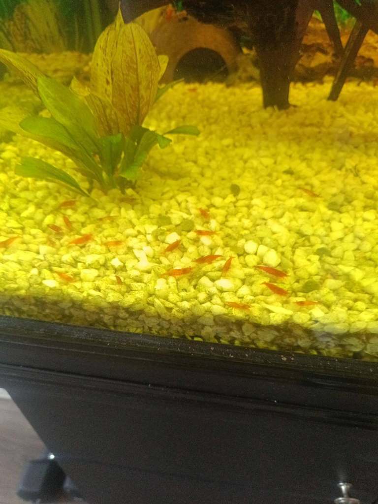 Home Bred Bristlenose Plecos & Red Cherry Shrimp for Sale